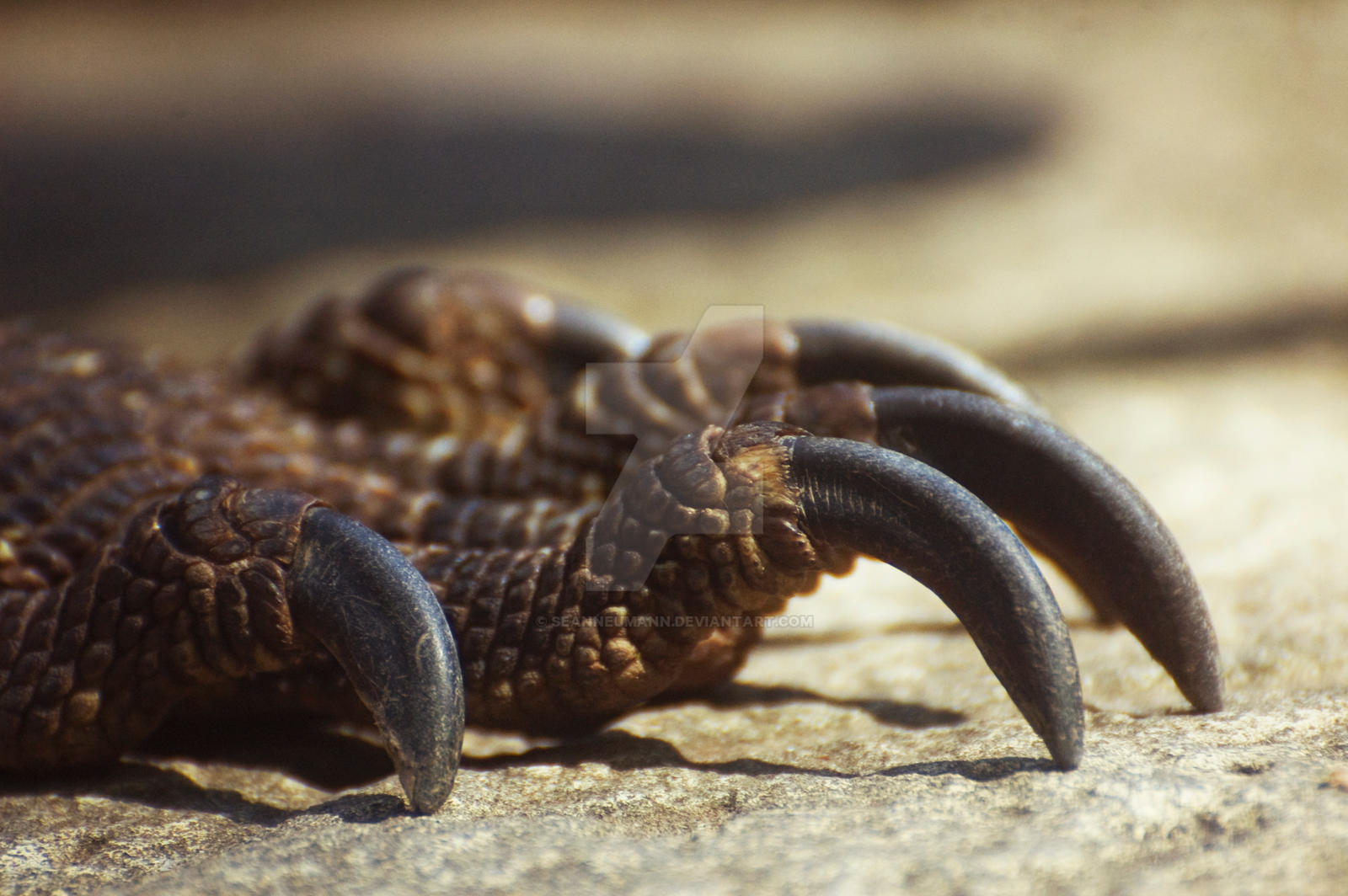 Dragons Claw By Seanneumann On DeviantArt