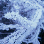 Rime Crystals by Somnambula-Kosh