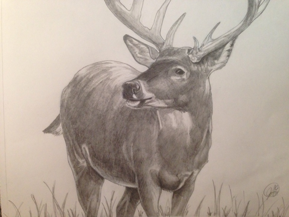 Buck Study