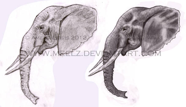 Tradigital Elephant Head Sketch