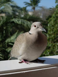 Canarian Pigeon II.