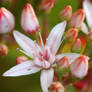 Star Shaped Flowers