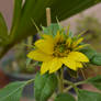 Sunflower born