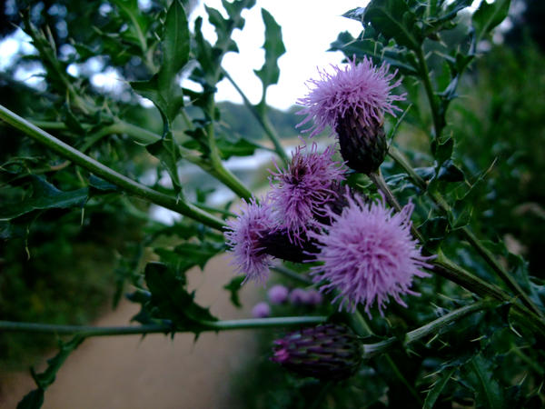 Thistle by the lake