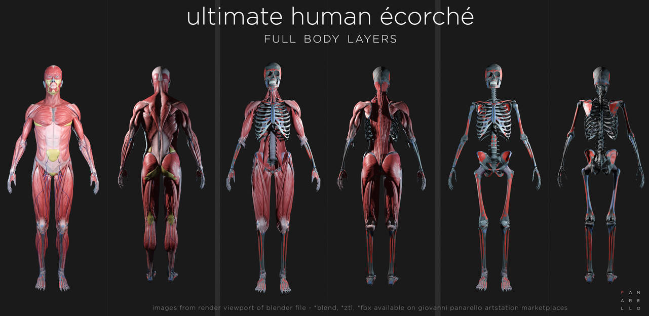 Ecorcher Color human ecorche by giovanni-panarello on DeviantArt