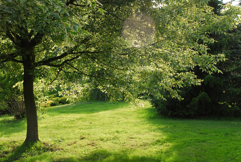 Meadow 1
