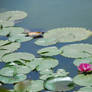 Water Lillies 1