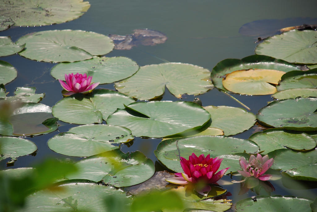 Water Lillies 2