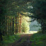 Forest Road