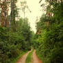 Forest Road 04