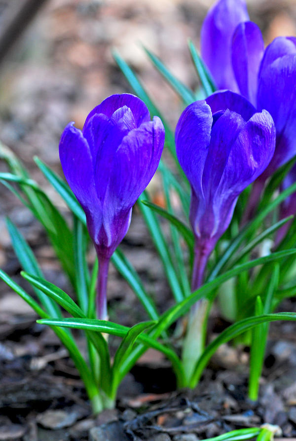 Crocus Flowers 03