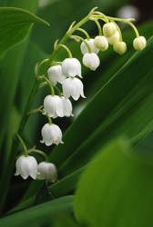 Lily of the Valley 01