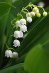 Lily of the Valley 01 by elanordh-stock