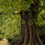 Tree 03
