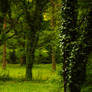 Nature background 14