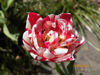 Parrot Tulip