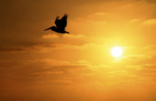 Pelican in Flight