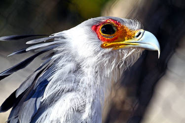 Secretary Bird