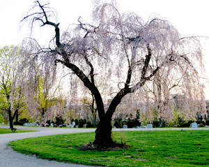 Cemetery Tree 2