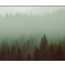 F2u Foggy Forest