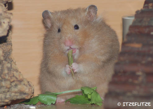 My hamster eating parsley