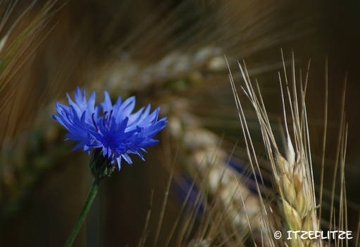 Cornflower