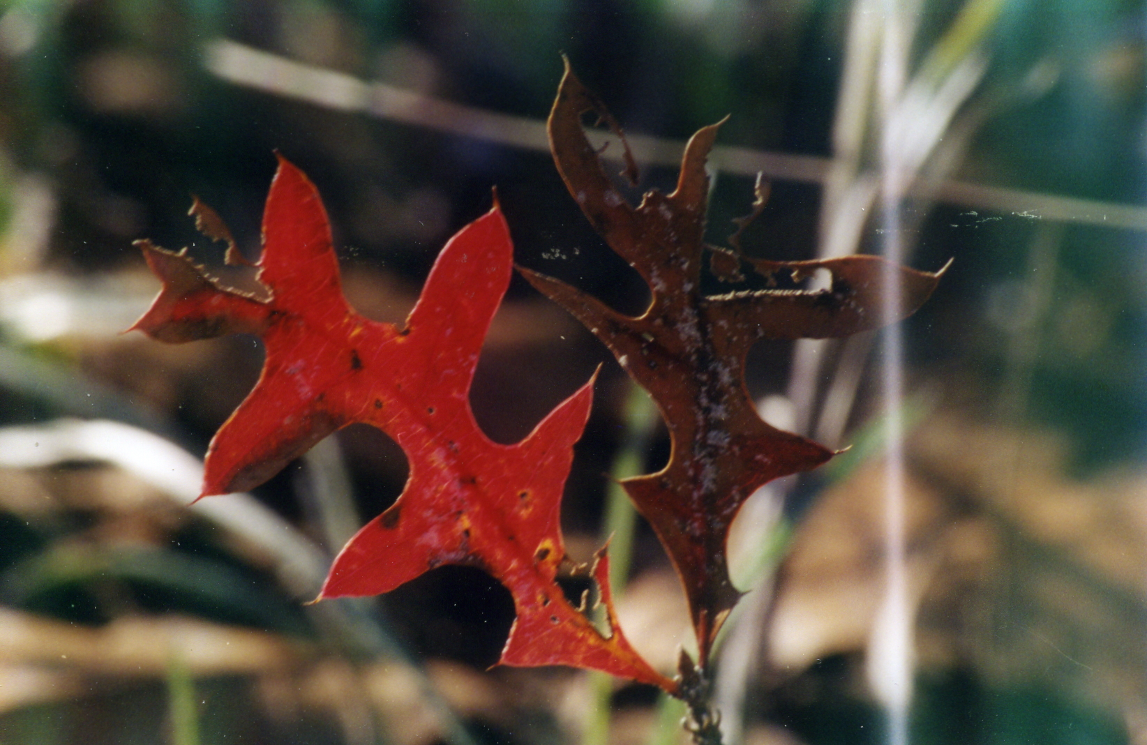 Autumn Duo