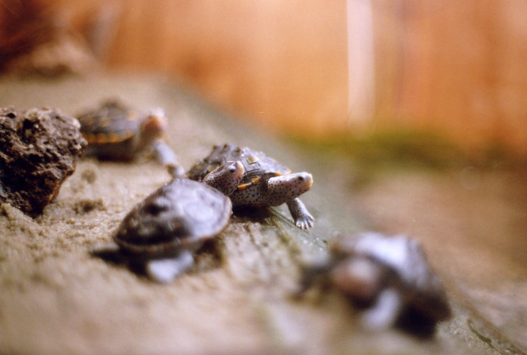 Tiny Baby Turtles