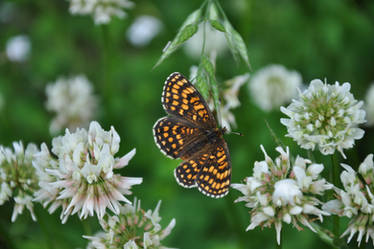 Melitaea athalia