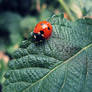 Ladybird.