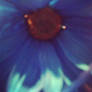 A Blue Daisy!!!