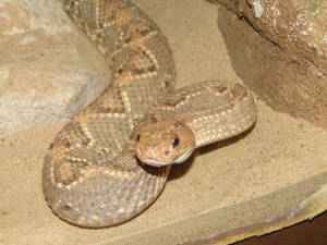 Rattlesnake