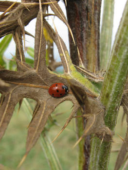 ladybeetle