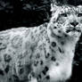 Snow Leopard