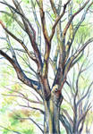 Tree Study by AnastasiaMorning