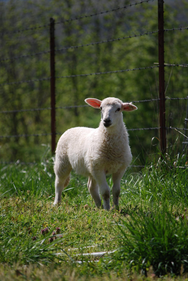 Pleasant Crest Lamb