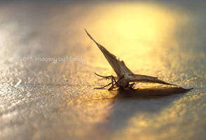 Dying Moth (10)