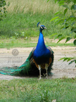 Peacock (2)