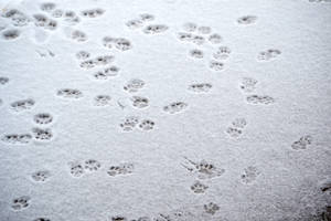 Paw Prints in the Snow