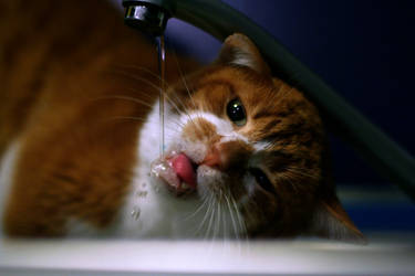 Tenaciously thirsty cat