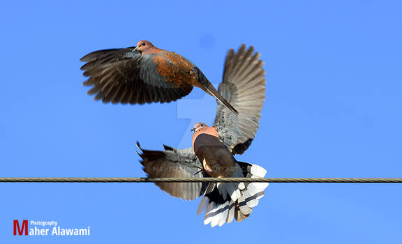 Chasing on the power line