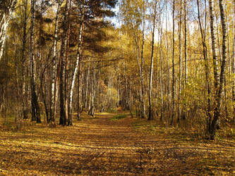 Forest entrance, var.1