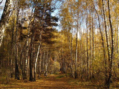 Forest entrance, var.2