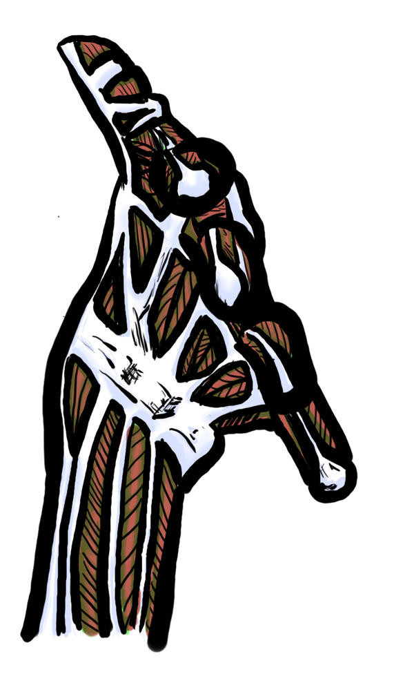 Foreshortened hand-muscles by mikethemanderson on DeviantArt