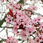.: Pink Dreams :. by VictorianPrincess