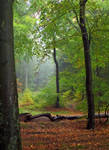 .: Baltic Forest :. by VictorianPrincess