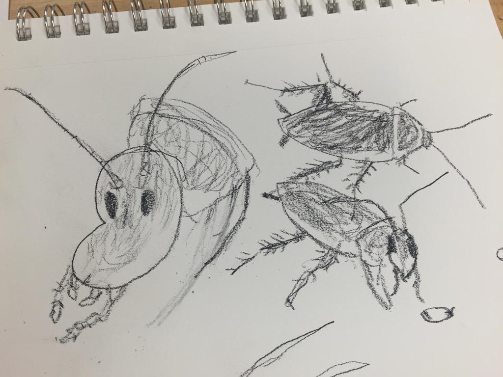 cockroach by easterntentmoth on DeviantArt