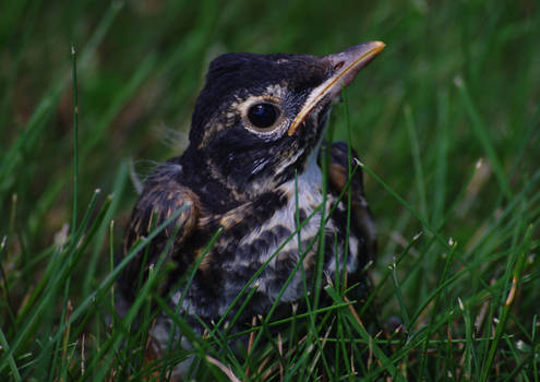 Fledgling Robin