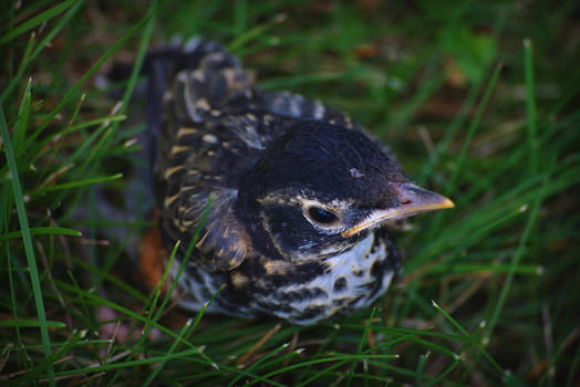 Robin Fledgling 2