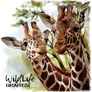 Giraffes